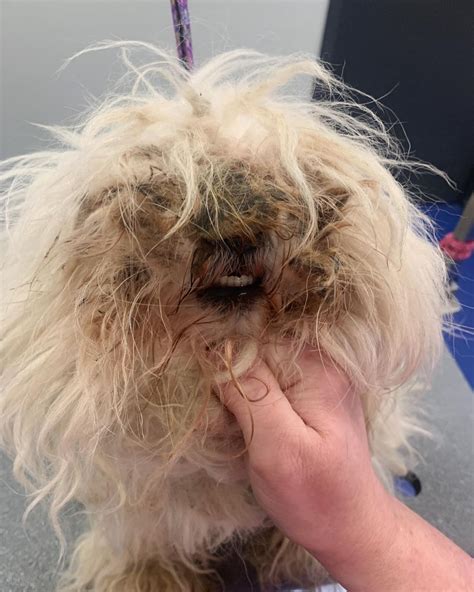 Groomers have products called quick stop that helps stop the bleeding, sometimes when you take your <b>dog</b> home the wound can re-open. . Traumatized dog after grooming